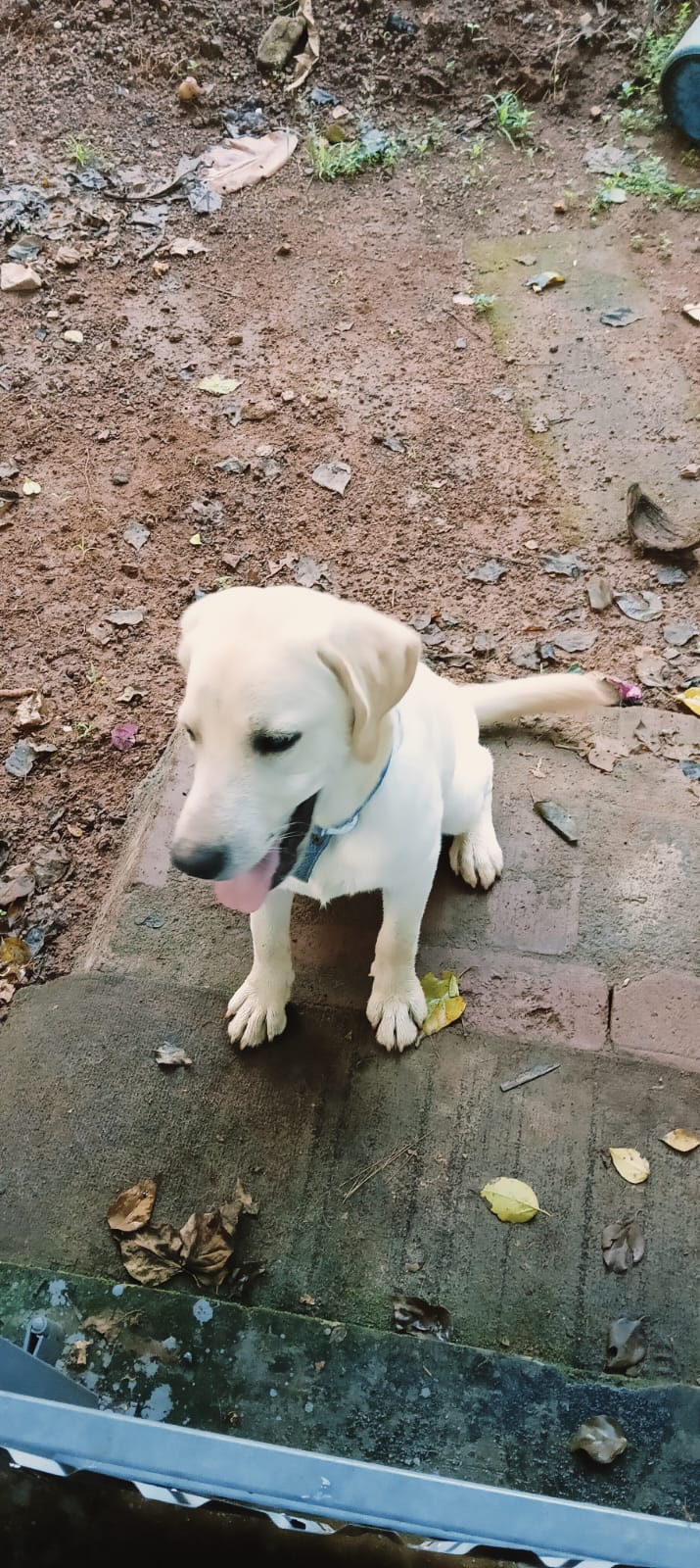 LABRADOR